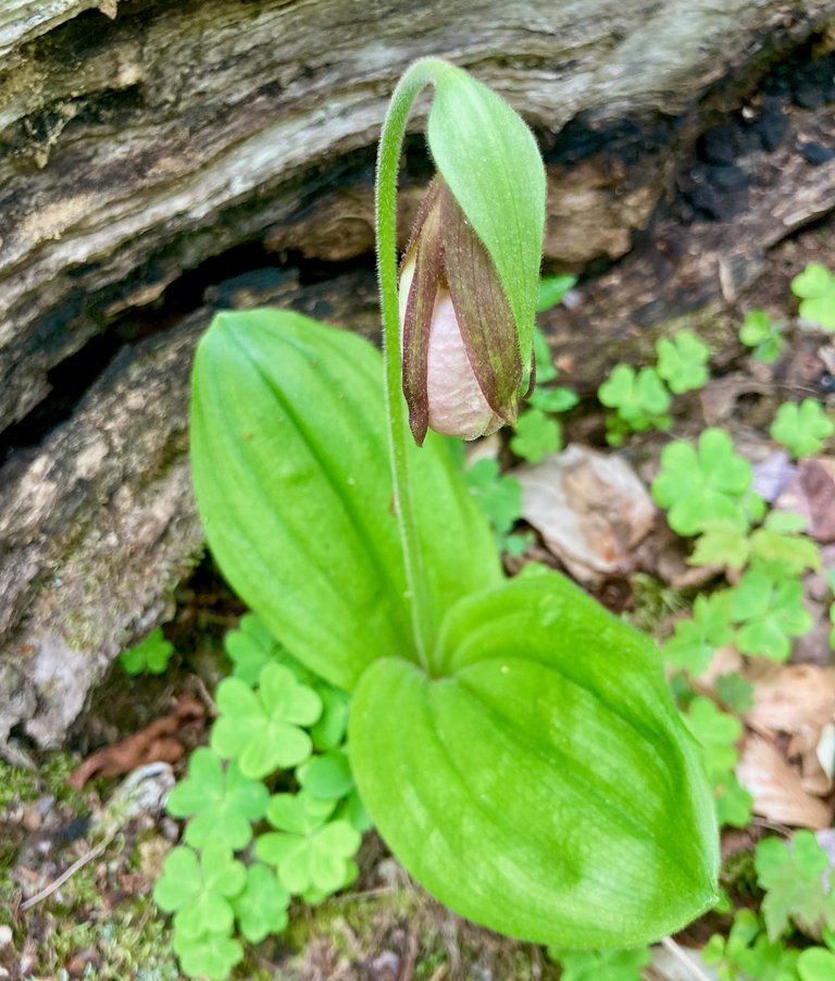 Lady Slipper