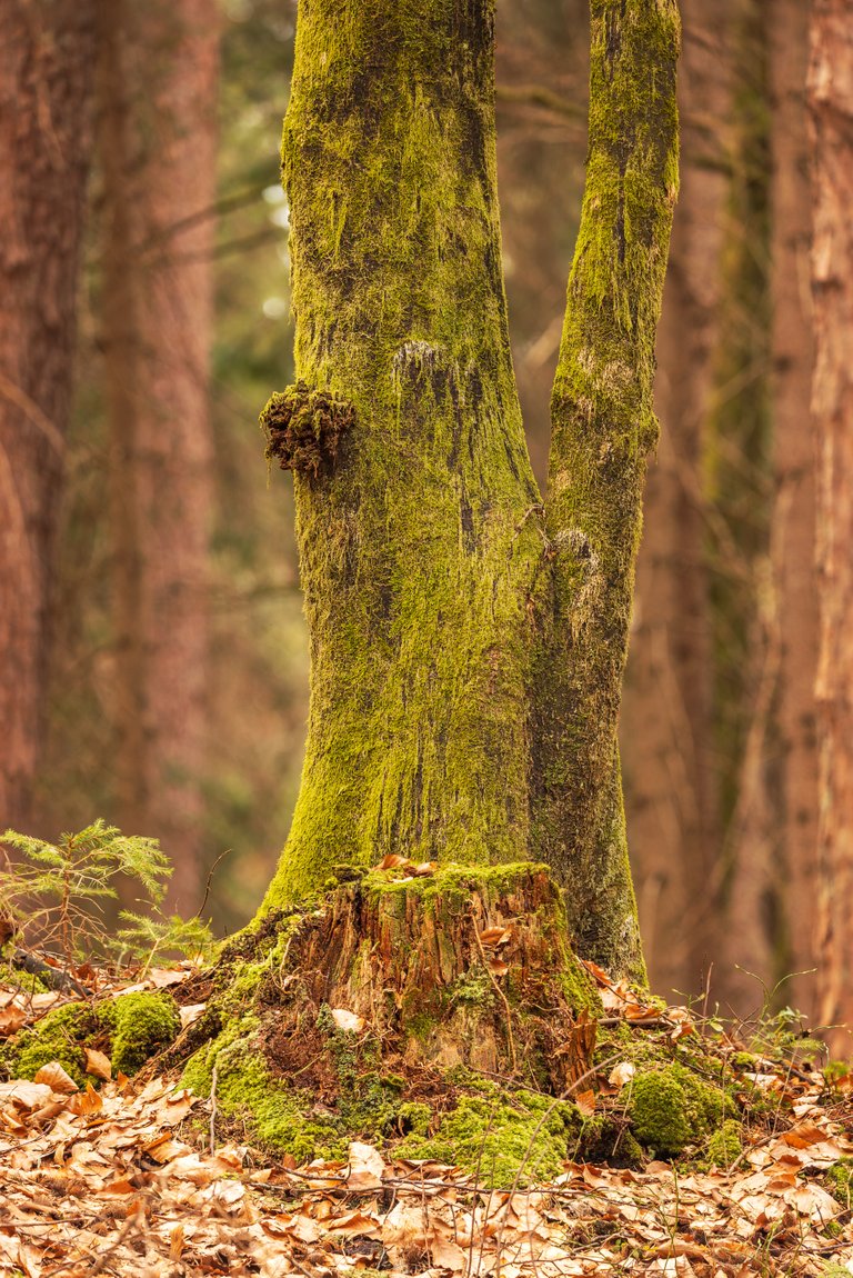 Lake Forstsee: mossy tree stump and beech tree