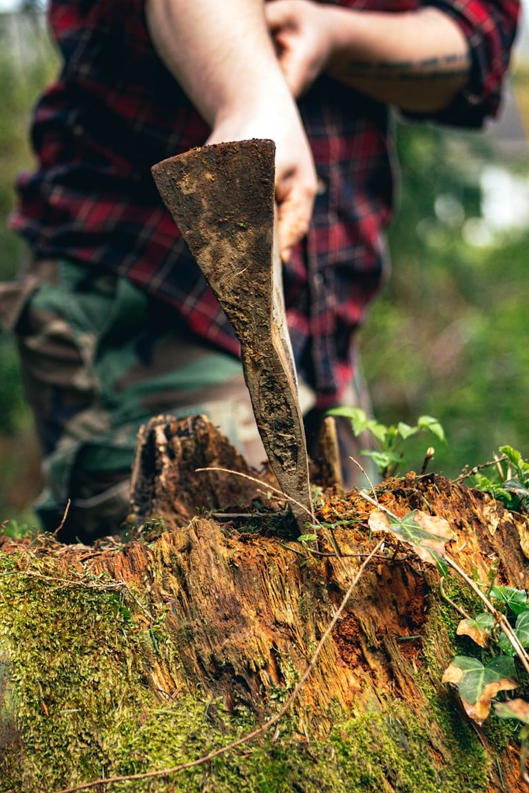 State-of-the-art machine for cutting trees