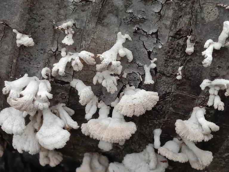 Schizophyllum.
