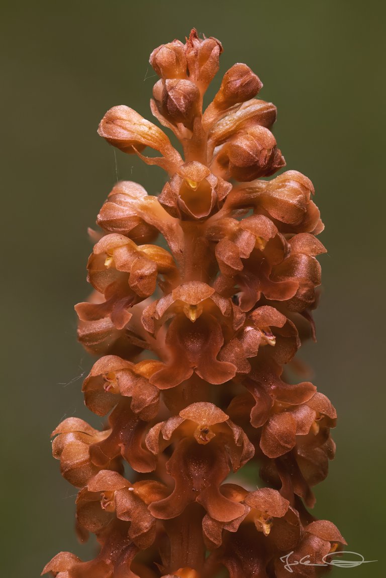 Hive AlphabetHunt Orchid - Neottia Nidus-Avis, the Birds-Nest Orchid