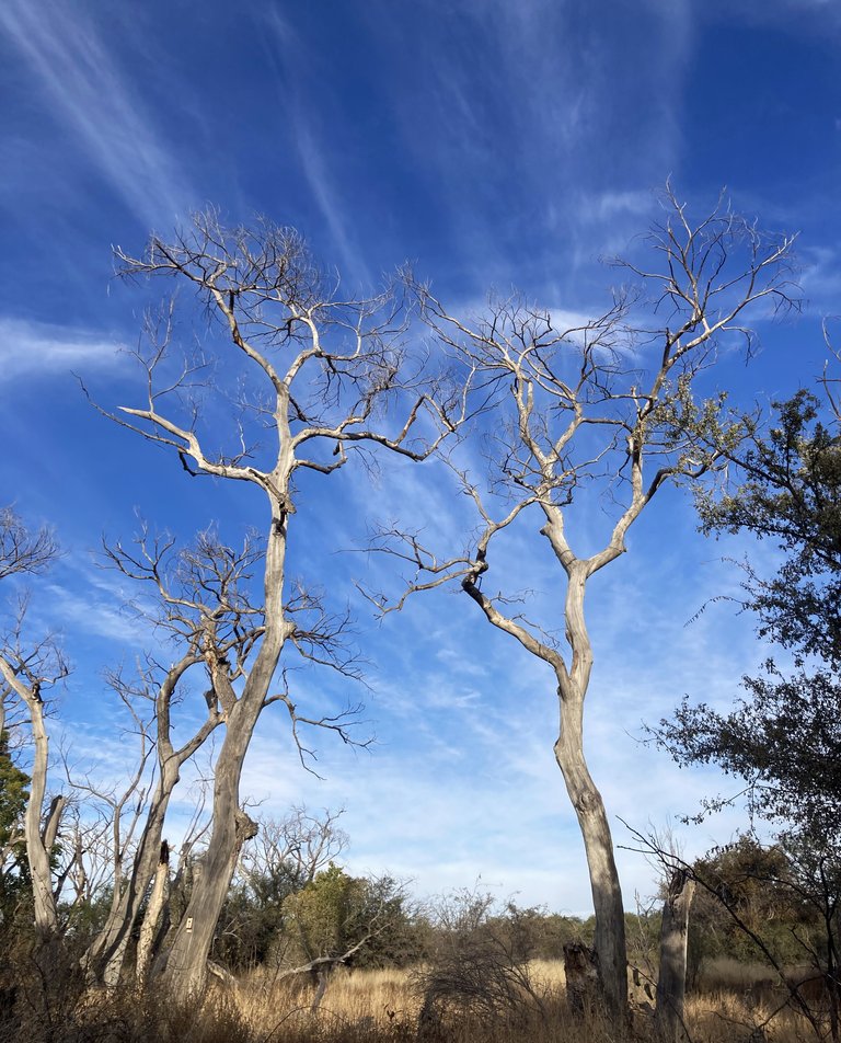 Bare trees