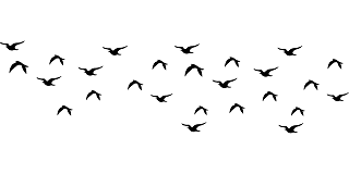 flock_of_birds_5403298_640.png