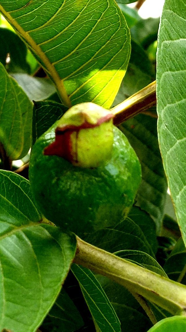 guava_2