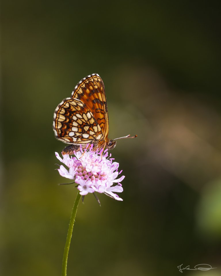 Hive AlphabetHunt Nickerl's Fritillary (Melitaea aurelia)