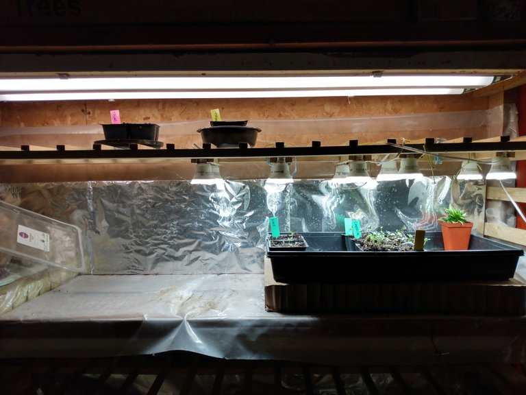 basementseedlings.jpg