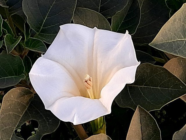 jimsonweed_flower_1