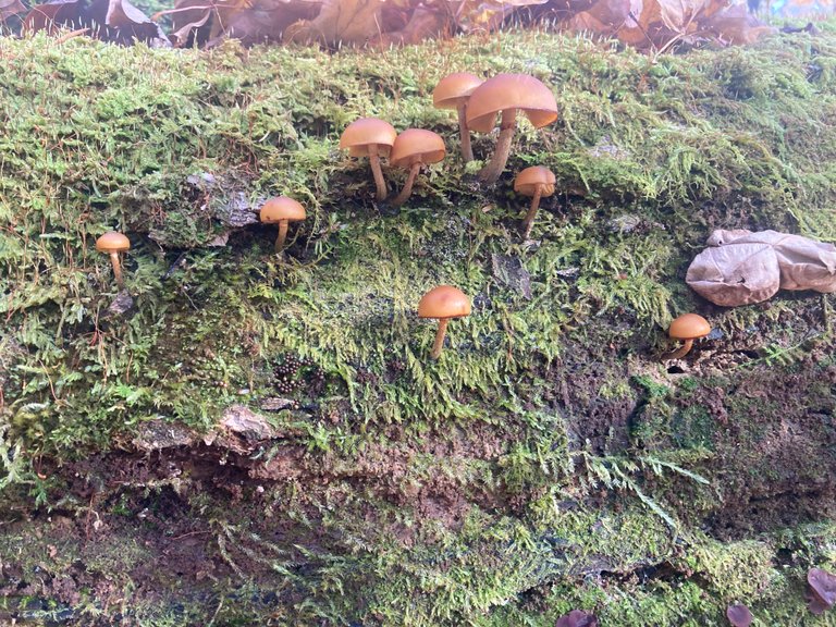 Perfect mushrooms