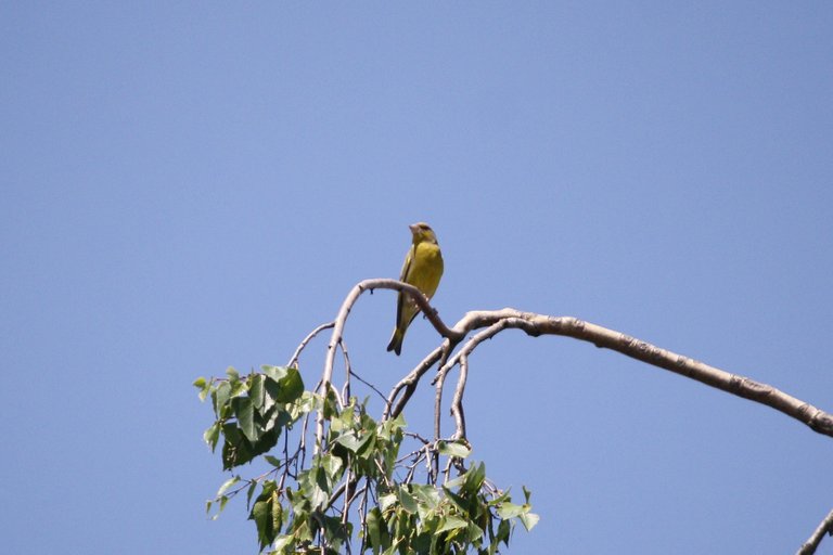 greenfinch_01.jpg