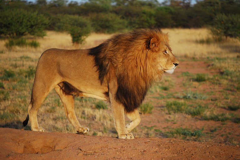 lion_gb8f793e1f_1920.jpg