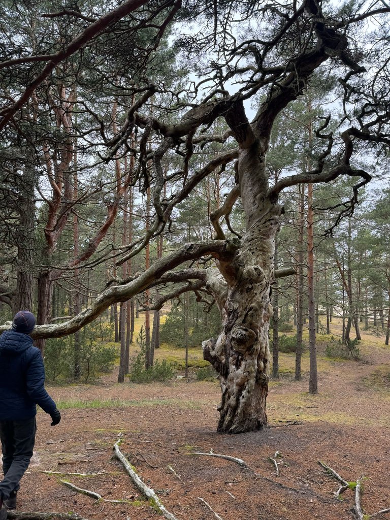 Fascinating Strange Trees