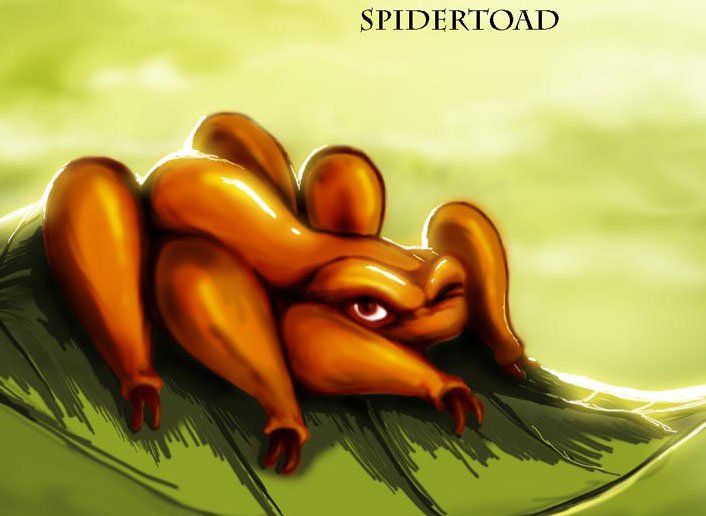 spidertoad_small.jpg