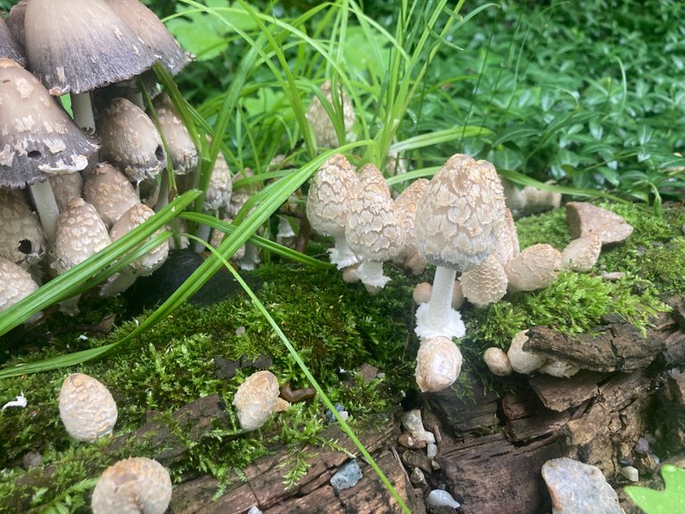 Crackled cap