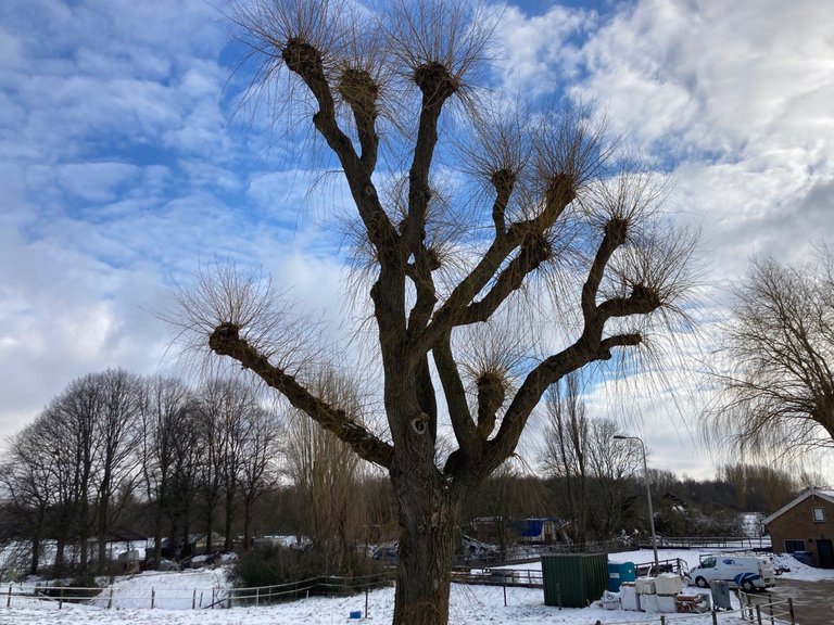 A winter walk - plants are similar to bears 