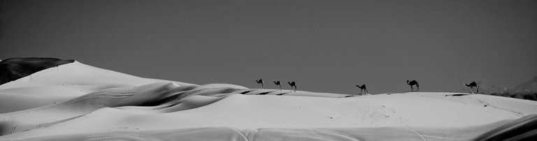 camels_at_dawn.jpg