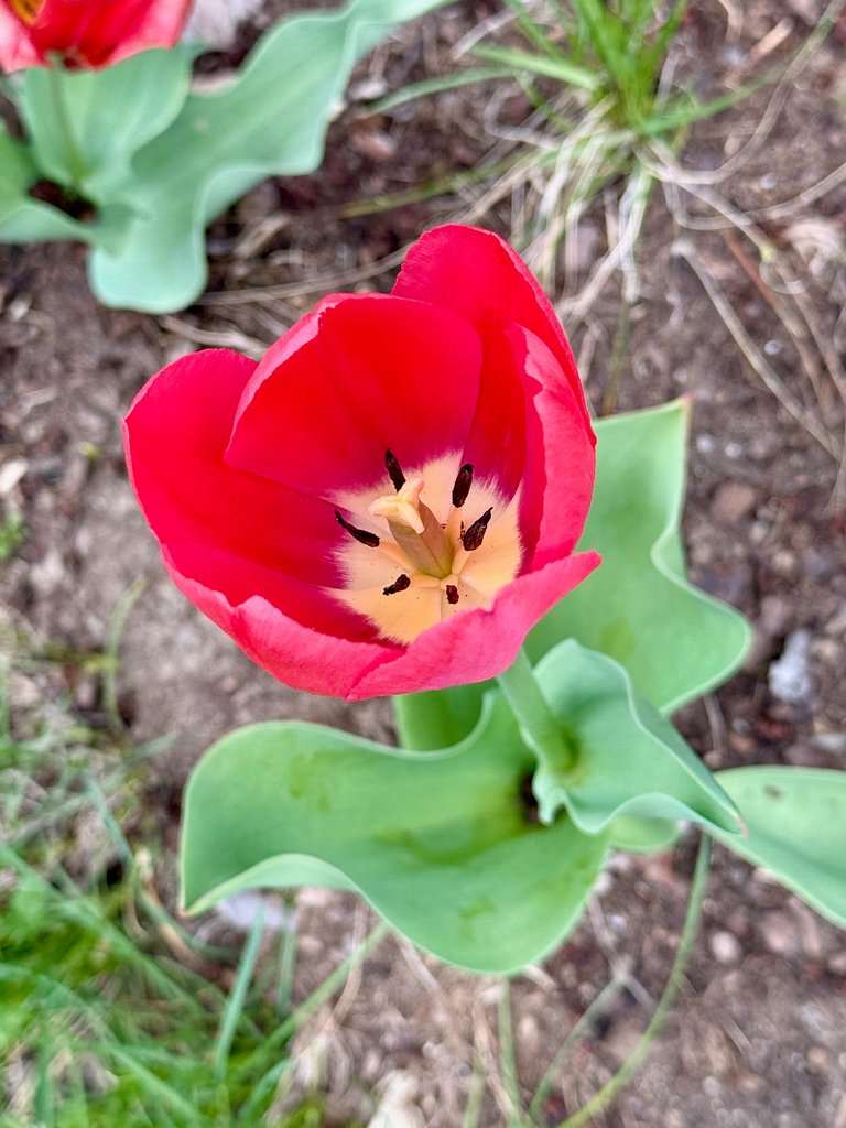 Red w/ Yellow