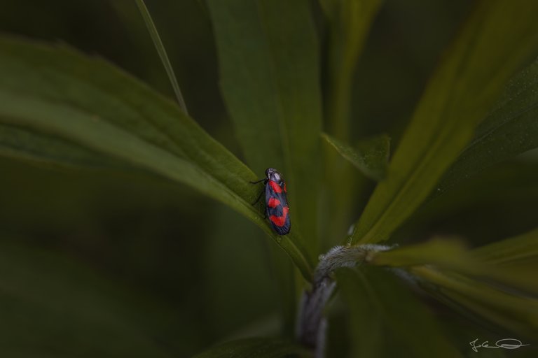 Froghopper - Cercopis Vulnerata