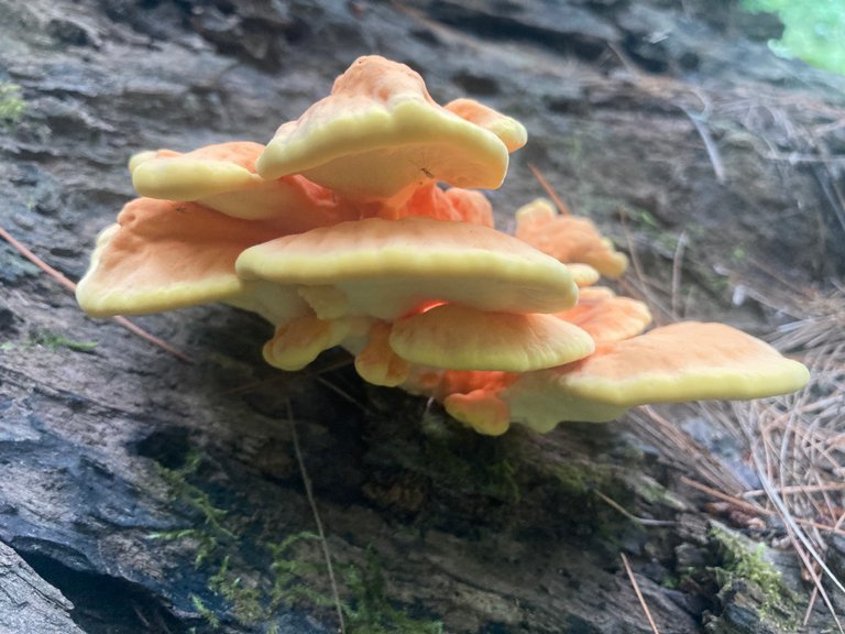 Young chicken of the woods