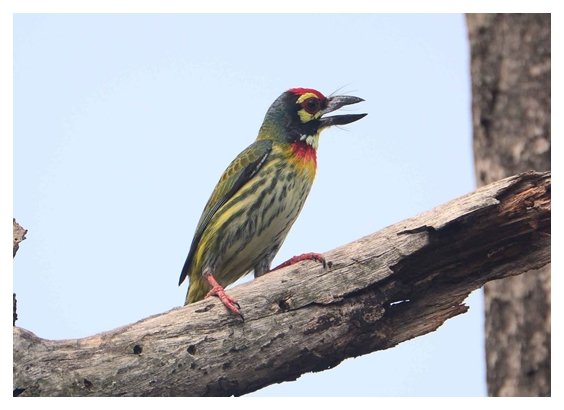 digitalis_cs_barbet.jpg