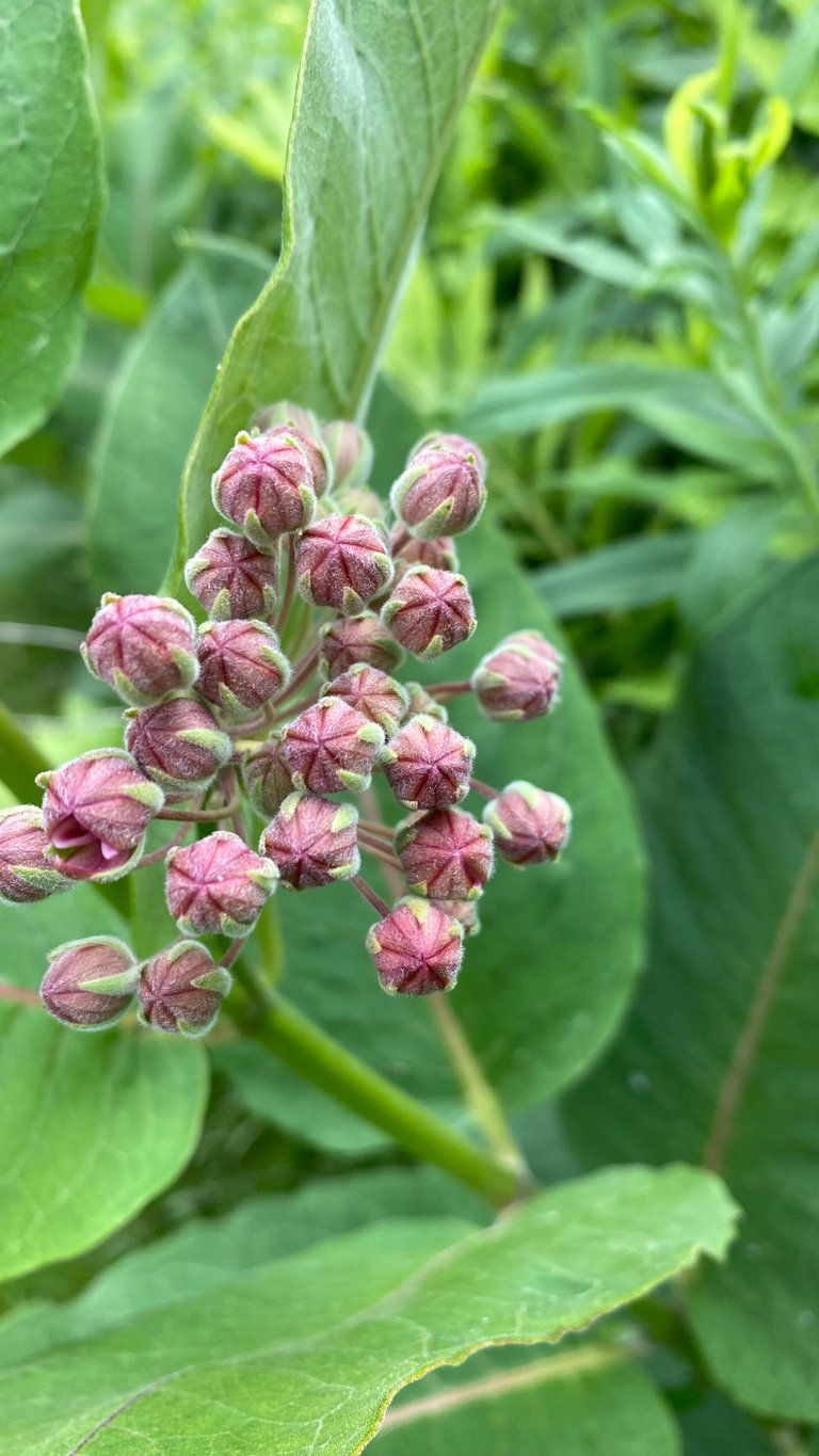 milkweed