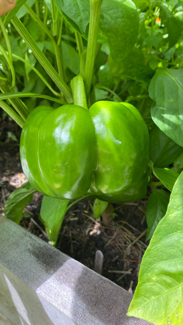 Bell Pepper