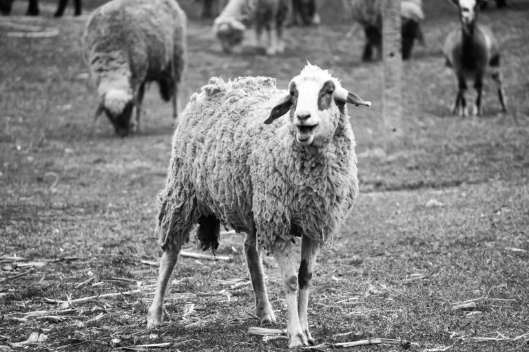 bw_sheep_img_4569.jpg