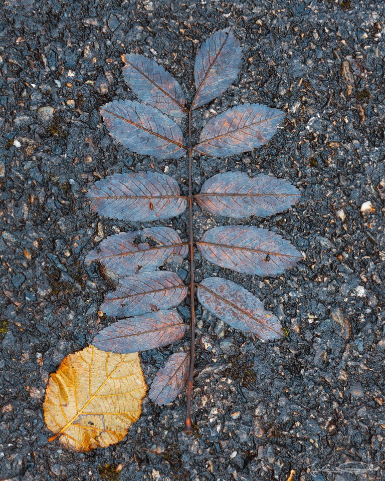 Autumn Leaves / Autumn Colors