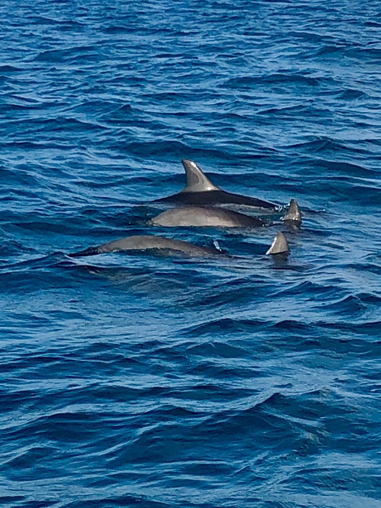 dolphin.jpg