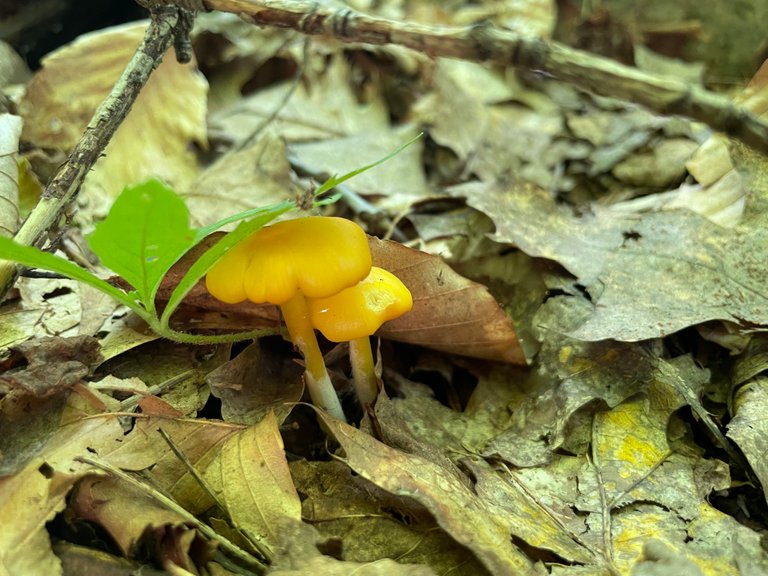 Yellow mushrooms with teeth marks