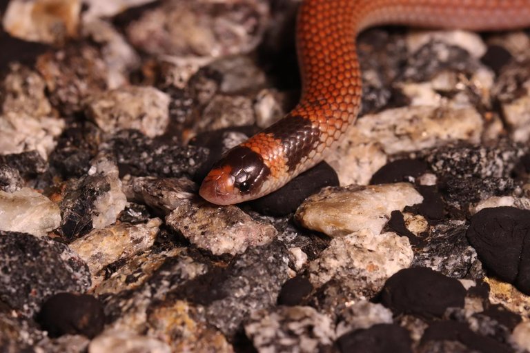 Orange Naped Snake