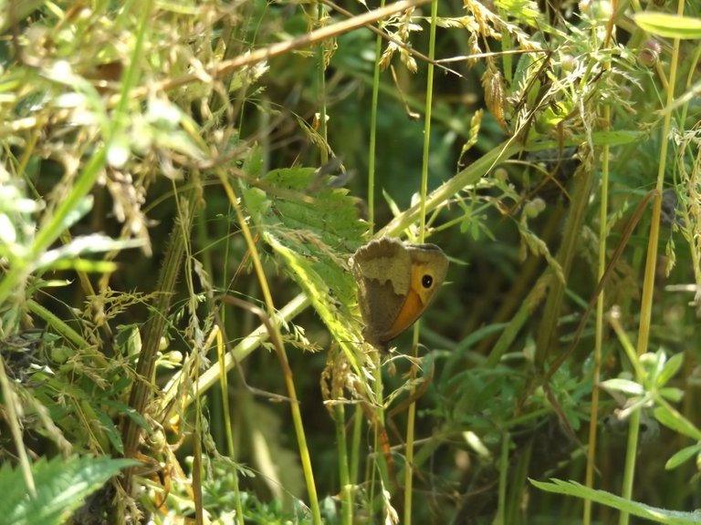 Small heath