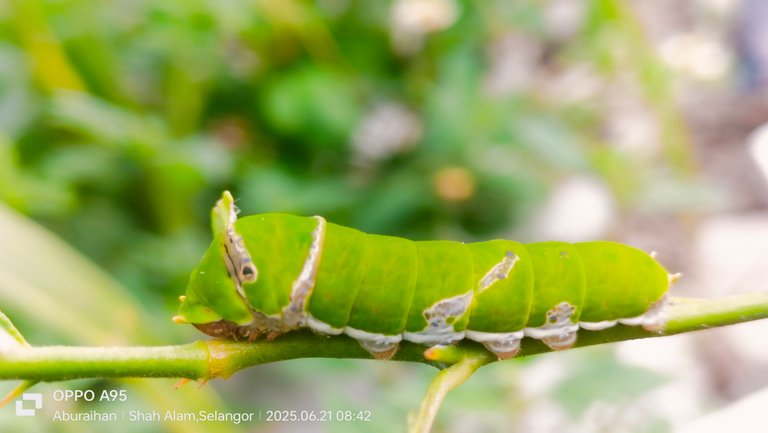 A Caterpillar