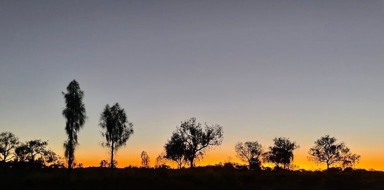 Gum trees