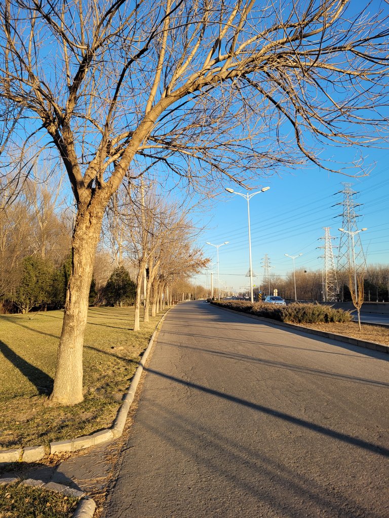 A Golden Afternoon In The Binhe Forest park, Shunyi, Beijing