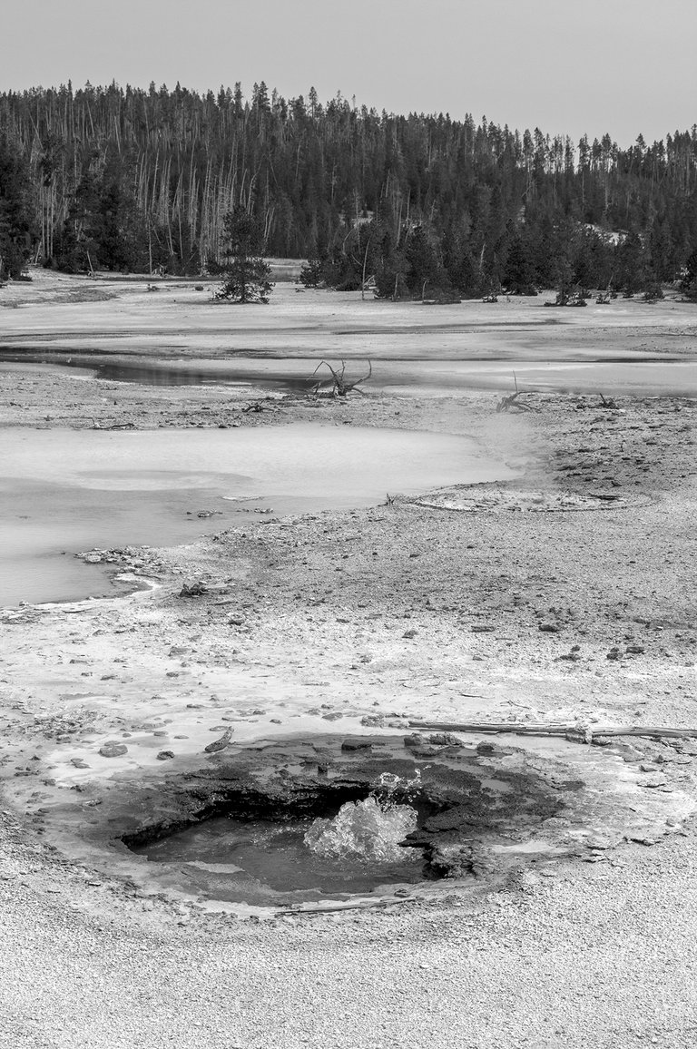 watering_hole_5_bw_copy.jpg