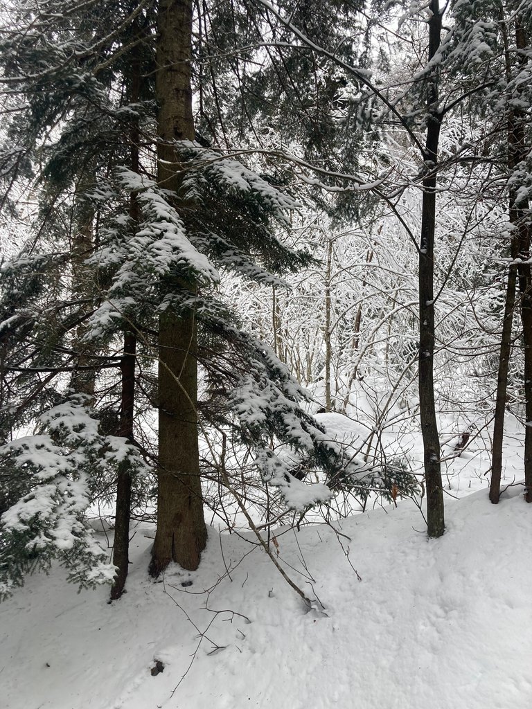 Winter wonderland