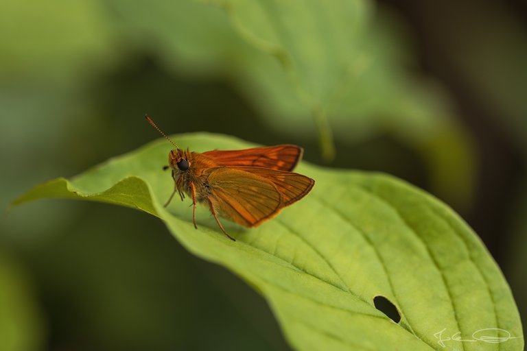 Hive AlphabetHunt Ochlodes Sylvanus - Large Skipper