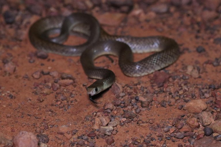 Brown Snake