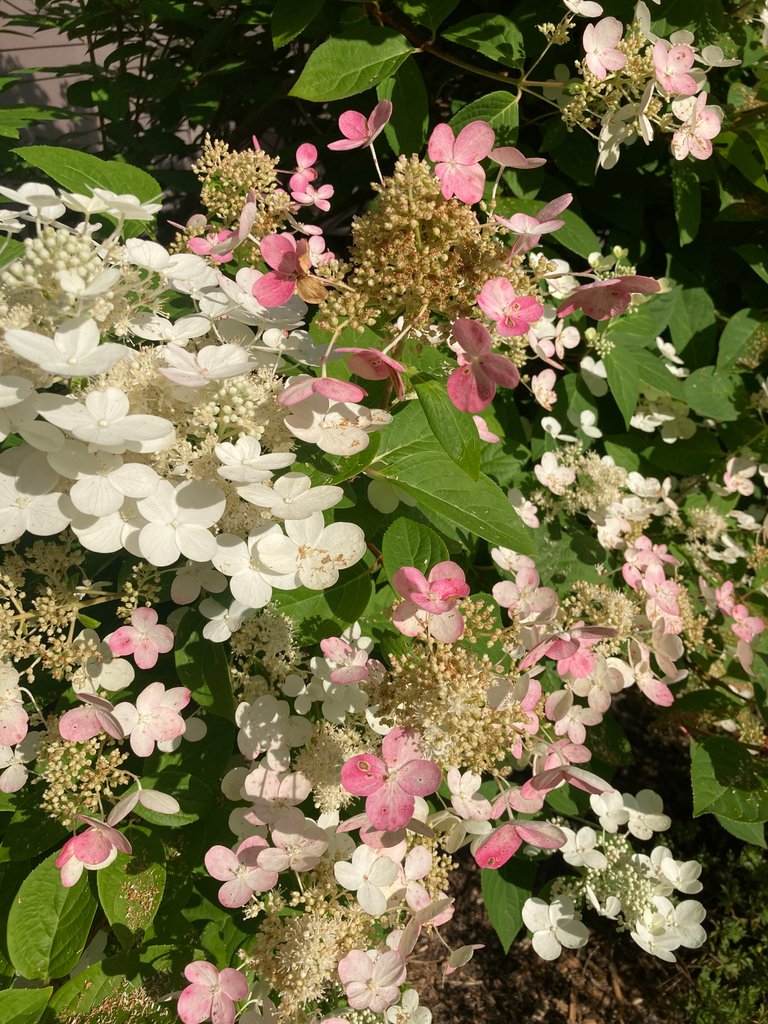 Hydrangea