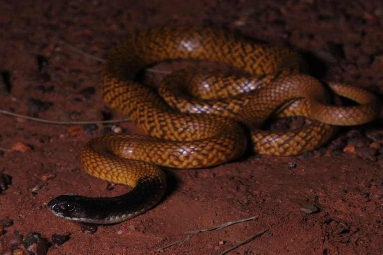 Northern Brown Snake