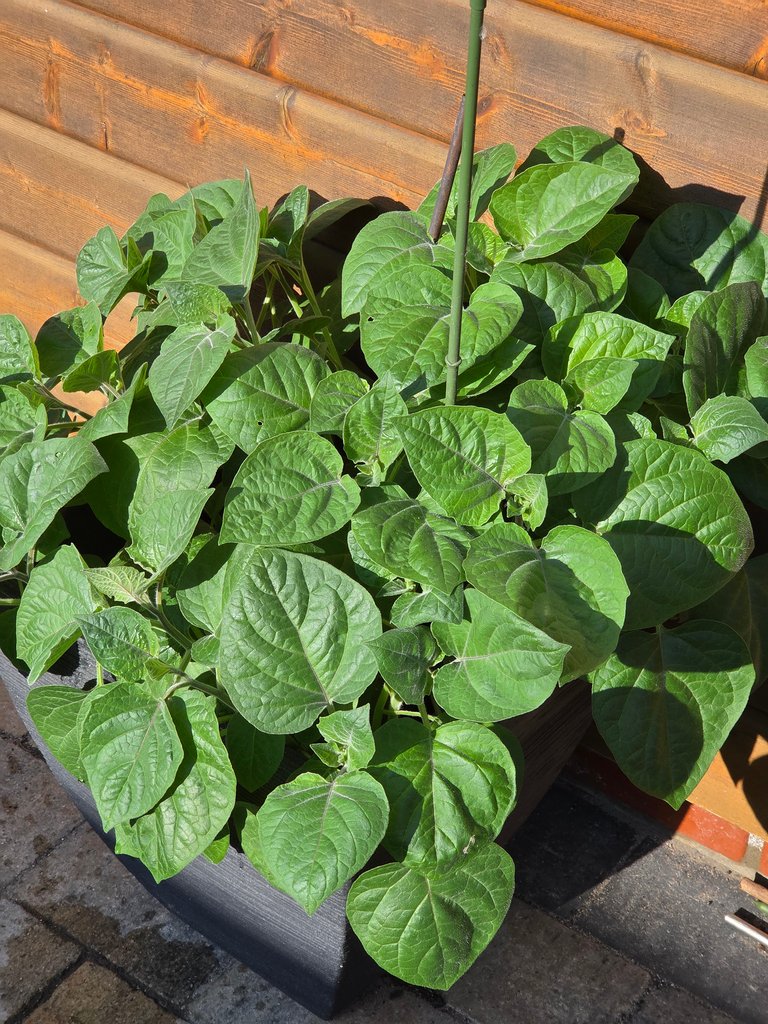 Andean berry - Andenbeere