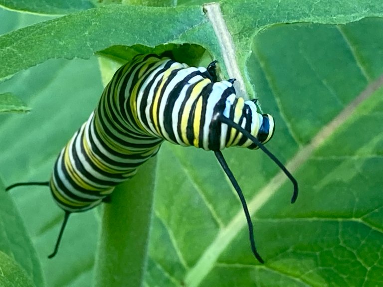 Monarch Caterpillar munching away