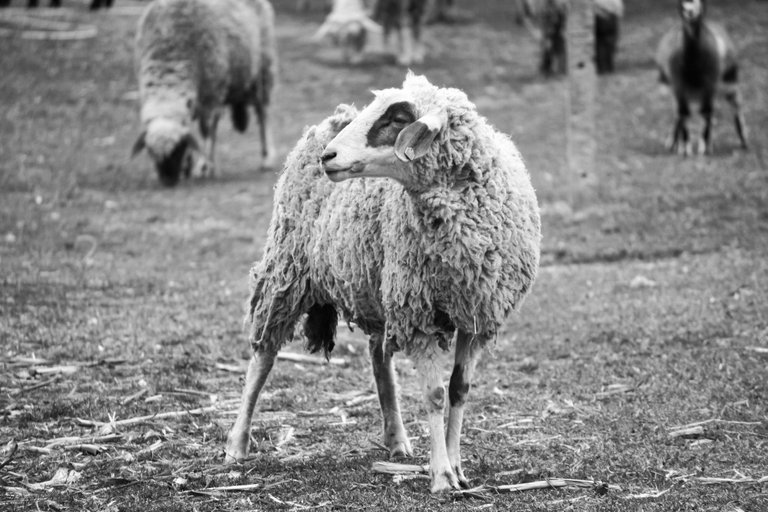 bw_sheep_img_4570.jpg