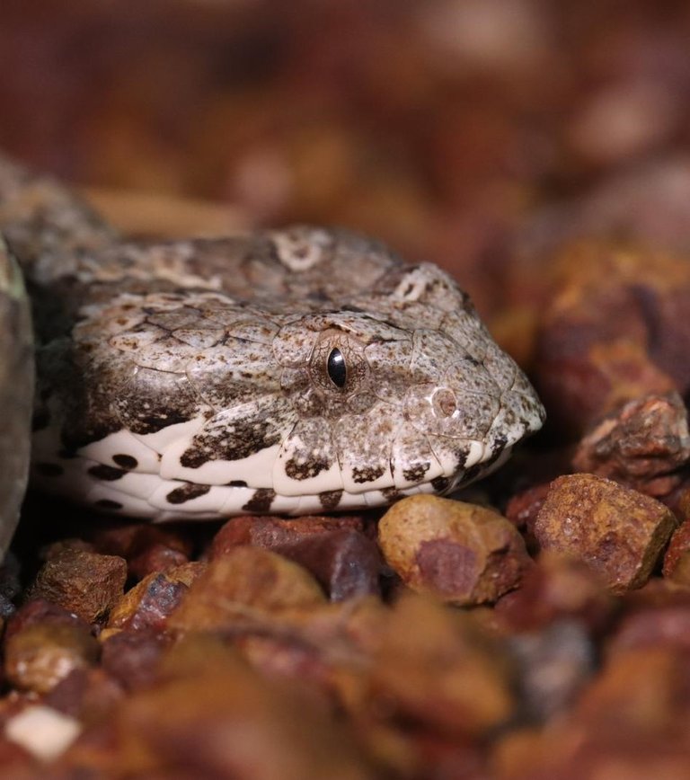 Common Death Adder