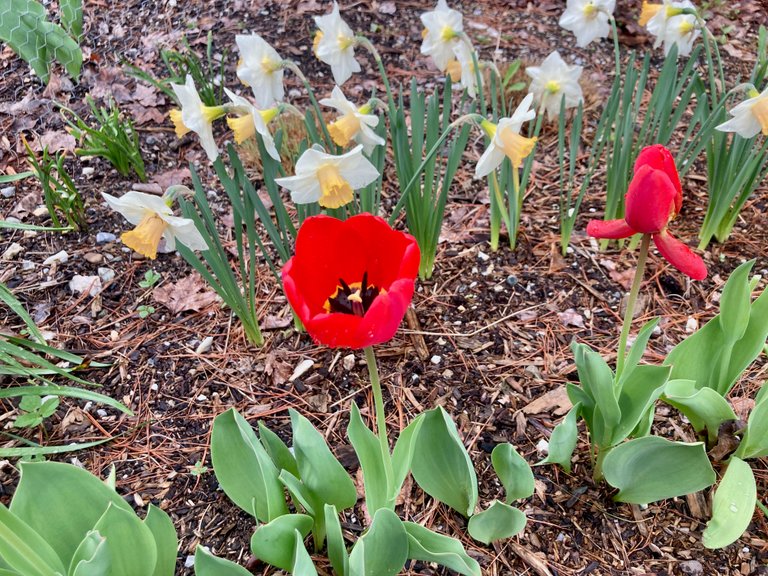 tulip