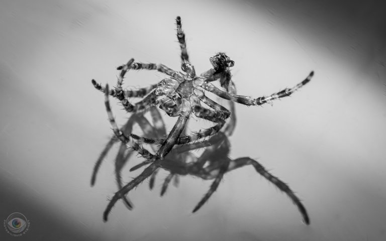 Spider Skin - Exuvia