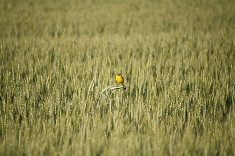 western_yellow_wagtail_03.jpg