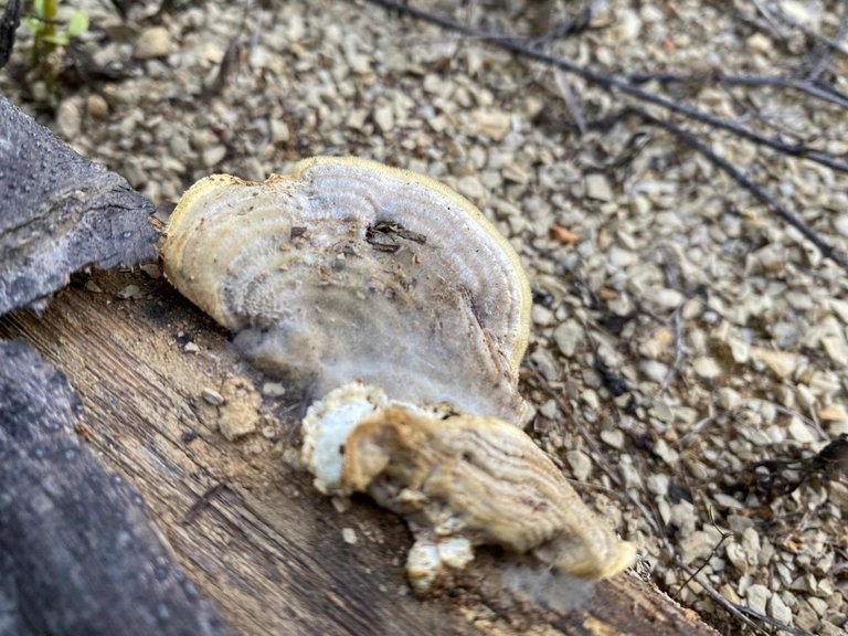 Xylobolus subpileatus
