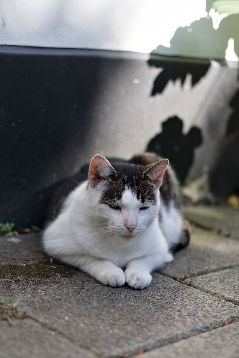 A cat in the streets