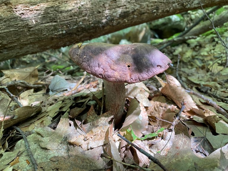 Older mushroom